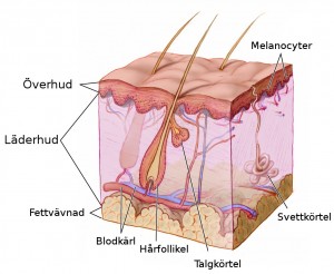 Hudens anatomi - överhud, läderhud, underhud